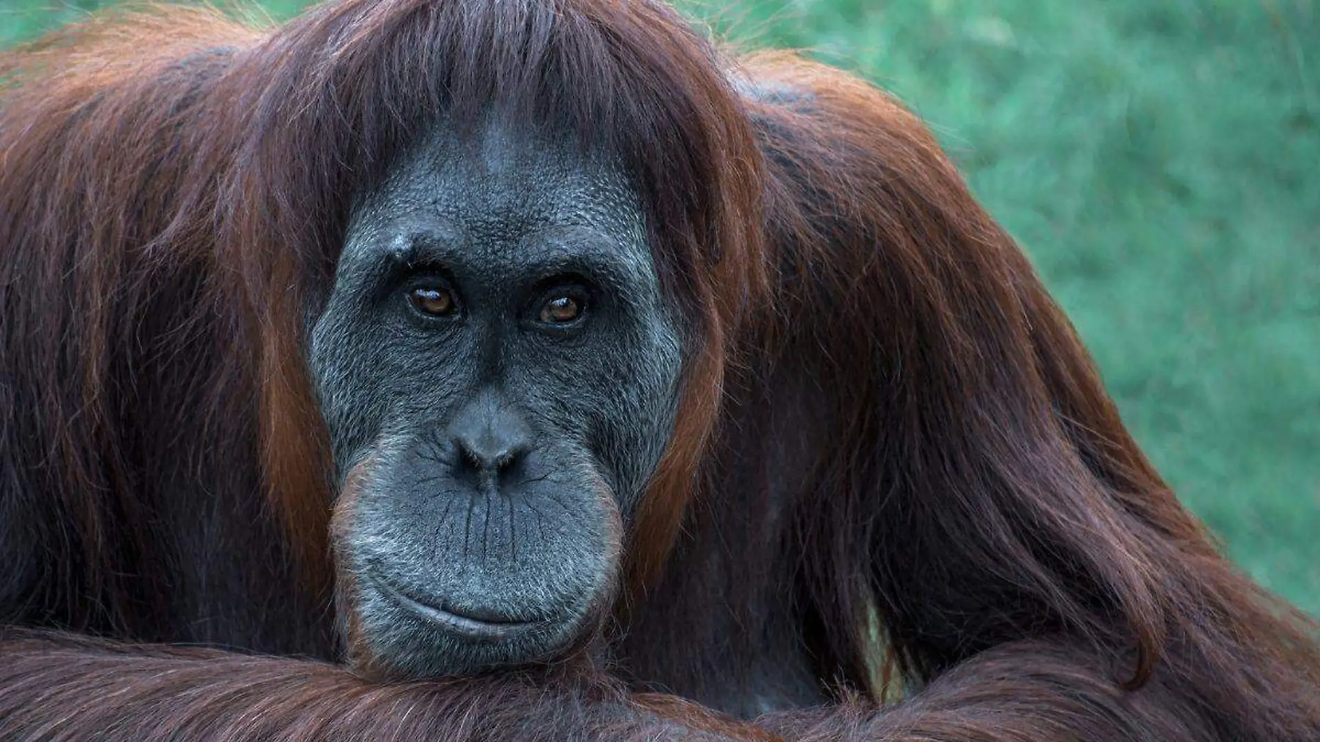 Orangutanes adaptan su voz al igual que los humanos